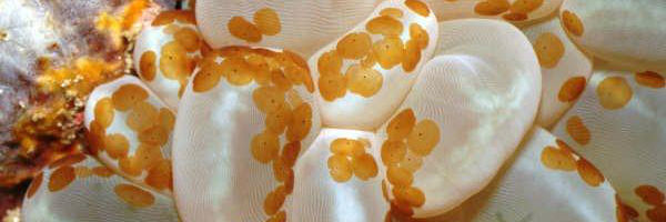flatworm200.jpg